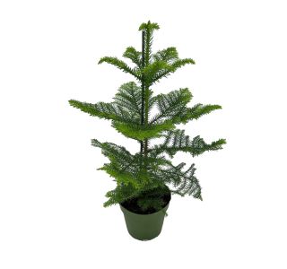 SOBNA ZELENA RASTLINA SOBNA SMREKA (ARAUCARIA H.) L17 CM