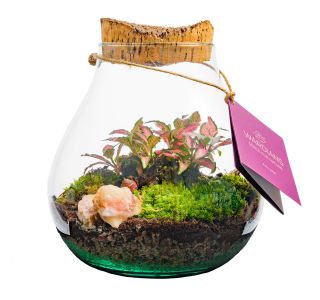 TERARIJ Z RASTLINAMI L16 CM