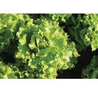 SOLATA 9 KOS ROZETASTA