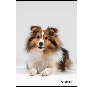 ŠOLSKI ZVEZEK FRIENDS A4 KARO 5 MM, 54 LISTOV, SORT ŠOLSKI ZVEZEK FRIENDS A4 KARO 5 MM, 54 LISTOV, SORT