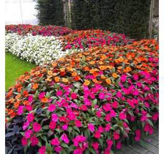 SONČNA VODENKA SUNPATIENS L12 CM SONČNA VODENKA SUNPATIENS L12 CM