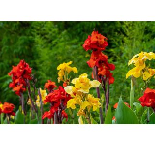 STRUKTURNA CVETOČA RASTL. KANA L12 CM STRUKTURNA CVETOČA RASTL. KANA L12 CM