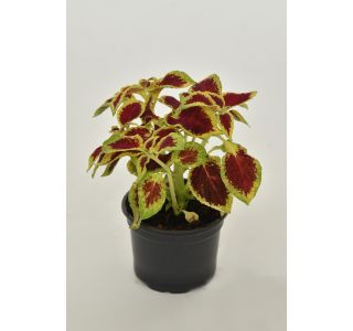STRUKTURNA NECVETOČA RAS. COLEUS X BLUMEI L9 STRUKTURNA NECVETOČA RAS. COLEUS X BLUMEI L9