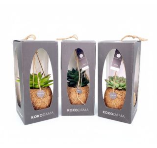 KOKODAMA V DARILNI &Scaron;KATLI L12 CM