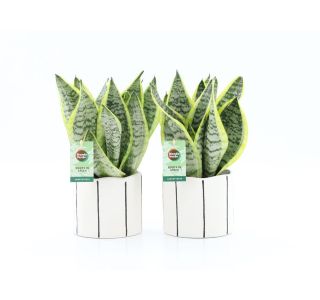 SANSEV. FUTURA SUPERBA BANKSY CERAMIC L13 CM