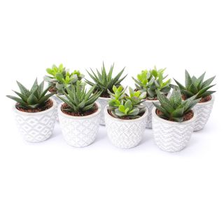 SUKULENT V OKRAS. LON. RIGA L11 CM SUKULENT V OKRAS. LON. RIGA L11 CM