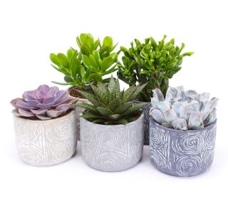 V OKRAS. LON. TOLEDO L14 CM