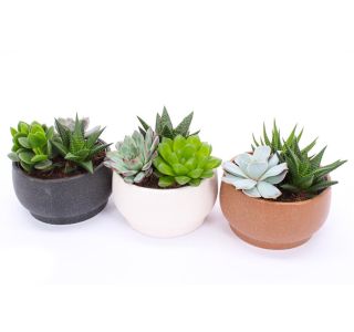 SUKULENT V OKRASNI POSODI CHENNAI L15 CM