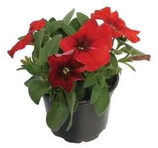 SURFINIJA SURFINIA L10 SURFINIJA SURFINIA L10