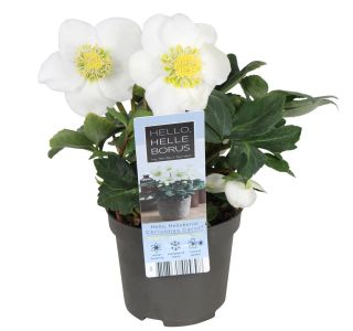 HELLEBORUS NIGER CHRISTMAS CAROL L9 CM