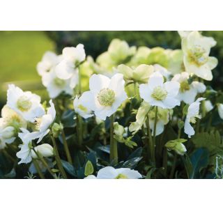 TELOH VOLMARY BOŽIČNI, WINTERSUN L14 TELOH VOLMARY BOŽIČNI, WINTERSUN L14