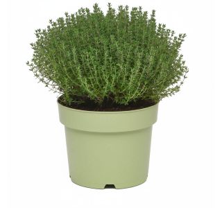 TIMIJAN FAUSTINI  L19