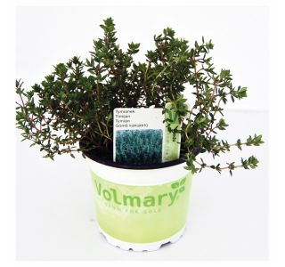 TIMIJAN VOLMARY PRAVI FREDO L12