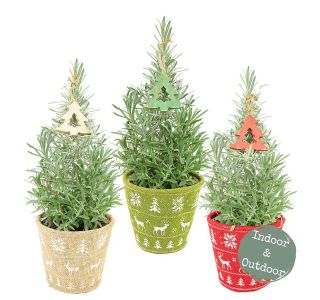 BOŽIČNO DREVO SIVKA L15 CM