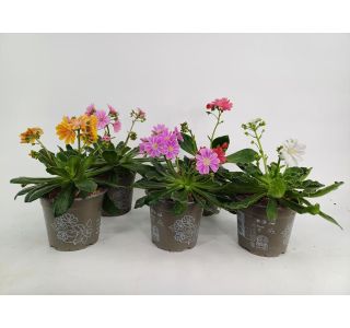 TRAJNICA LEWISIA L12 CM TRAJNICA LEWISIA L12 CM