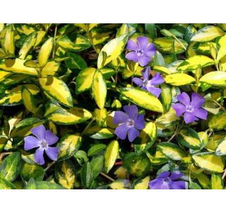 TRAJNICA MALI ZIMZELEN ILLUMINATION L13 CM