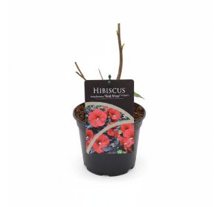 MOČVIRSKI HIBISKUS REED WINE L17 CM