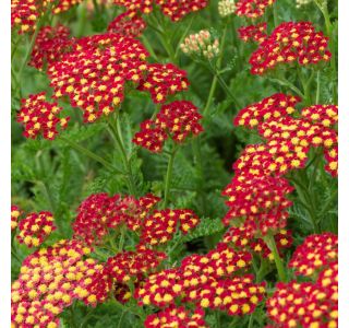 NAVADNI RMAN MILLY ROCK RED L17 CM