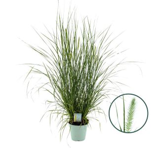 PERJANKA HAMELN (PENNISETUM) L17 CM