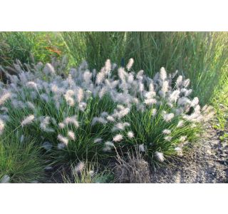 PERJANKA LITTLE BUNNY (PENNISETUM) L17 CM