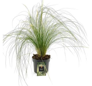 STIPA TEN. PONYTAILS L11 CM