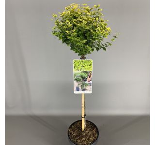 TRDOLESKA EMERALD 'N GOLD NA DEBLU 50 CM L3 L TRDOLESKA EMERALD 'N GOLD NA DEBLU 50 CM L3 L