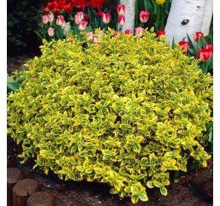 TRDOLESKA JAPONSKA L13 CM TRDOLESKA JAPONSKA L13 CM