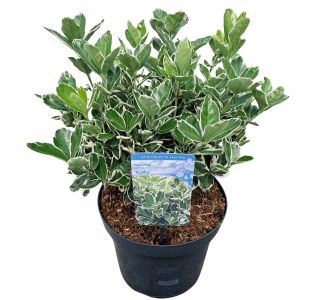 TRDOLESKA KATHY L13 CM TRDOLESKA KATHY L13 CM