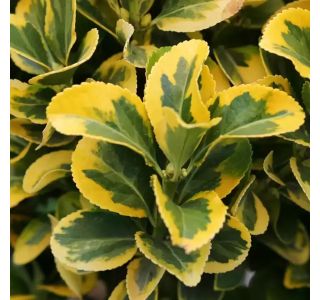 TRDOLESKA MARIEKE L13 CM TRDOLESKA MARIEKE L13 CM