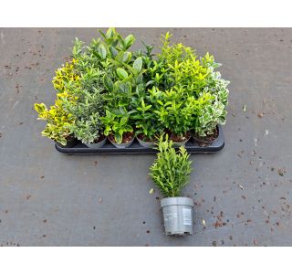 TRDOLESKA MIX L9 CM TRDOLESKA MIX L9 CM