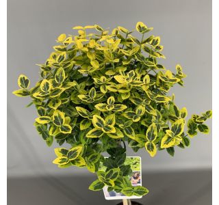 TRDOLESKA NA DEBLU L19 CM TRDOLESKA NA DEBLU L19 CM