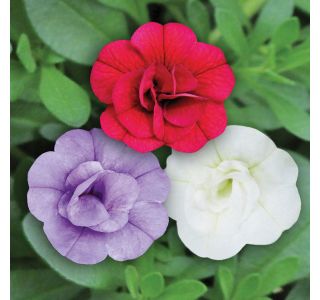 TRIO POLETI CVET. RASTLIN VOLMARY BALKONSKI MIX L12