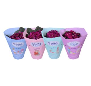 VIJOLICA AFRIŠKA RDEČA L12 CM