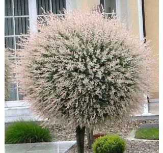 VRBA HAKURO-NISHIKI NA DEBLU 60 CM L3 L