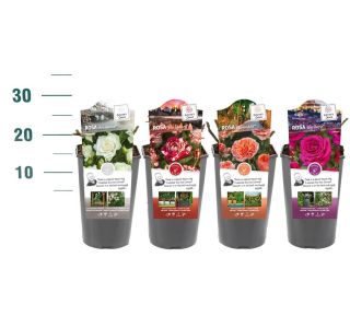 VRTNICA DIŠEČA PREMIUM L3 L