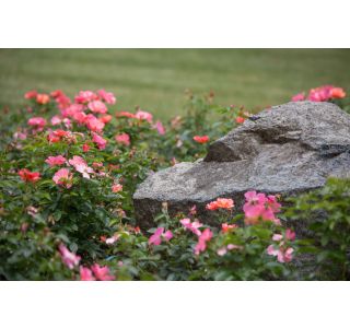 VRTNICA GRMASTA EASY ELEGANCE L19CM