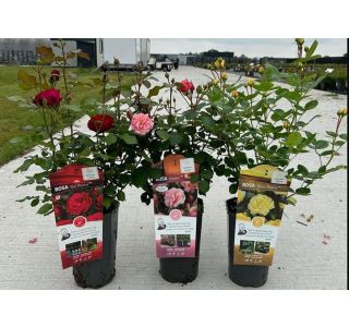 VRTNICA GRMASTA MEILOVE L19CM