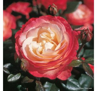 VRTNICA NOSTALGIE L3 L