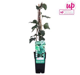 VZPENJALKA BRŠLJAN GLOIRE DE MARENGO L15