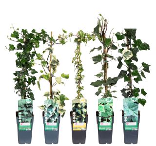 VZPENJALKA BRŠLJAN MIX L2 L