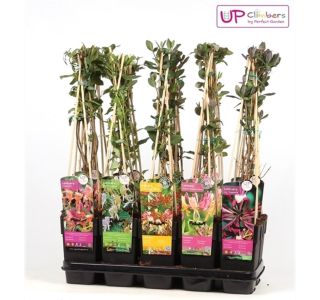 VZPENJALKA KOVAČNIK MIX L15