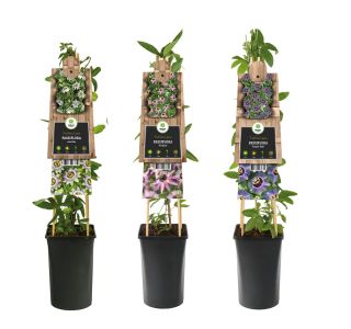 VZPENJALKA PASIJONKA MIX L2 L