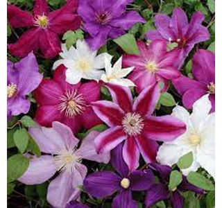 VZPENJALKA SROBOT MIX L2 L