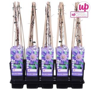 VZPENJALKA SROBOT 'MULTI BLUE' L15