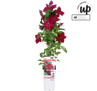 VZPENJALKA SROBOT NUBIA L15CM