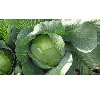 KAPUSNICE ZELJE 9 KOS GREEN PRESTO KAPUSNICE ZELJE 9 KOS GREEN PRESTO