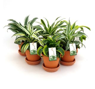 ZMAJEVKA DRAGON MIX V TERAKOTA LONČKU L13 CM