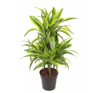 ZMAJEVKA LEMON LIME VEČSTEBELNA L21 CM