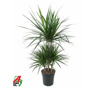 ZMAJEVKA MAGINATA L21 CM 45 CM