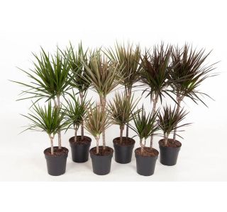 MARGINATA MIX 2 ST L19 CM